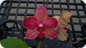 Phal. Allura Twilight